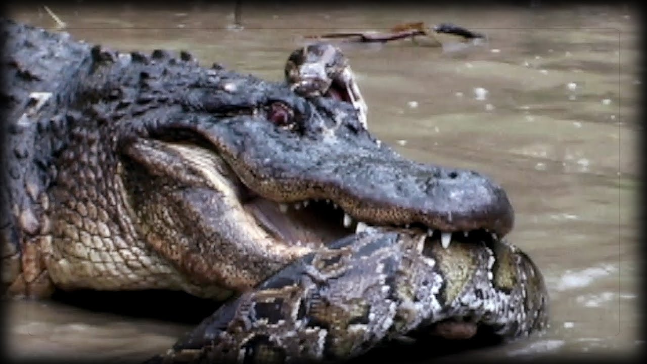 Python Fights Alligator 03 Music