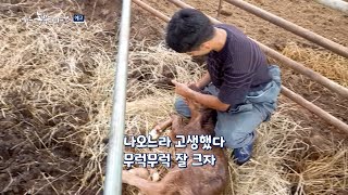 [예고_208회] 소 키우는 신세대 농부! 승우 씨 이야기