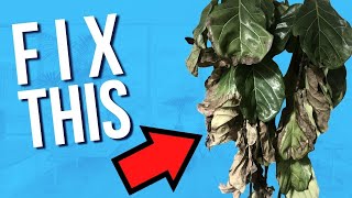 How to Save Your Dried Out Fiddle Leaf Fig in a Hurry!