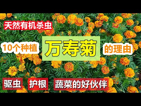 , title : '天然杀虫除虫驱虫法, 种菜少不了, 比杀虫水还好/万寿菊  Marigold in garden'