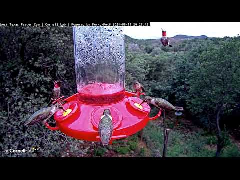 Male Anna's Hummingbird Sparkles And Shines At West Texas Feeder – Aug. 11, 2021