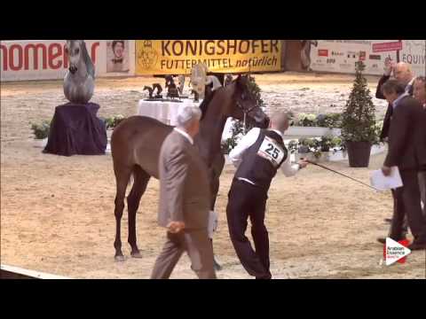 N.25 SALAMAT B - Wels 2015 - Colts 1 year old (Class 3B)