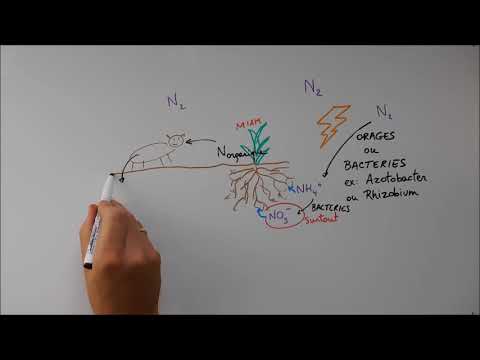 Biogeochemical Cycles - Nitrogen Cycle