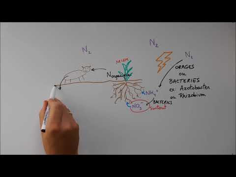Cycles biogéochimiques - Cycle de l'azote