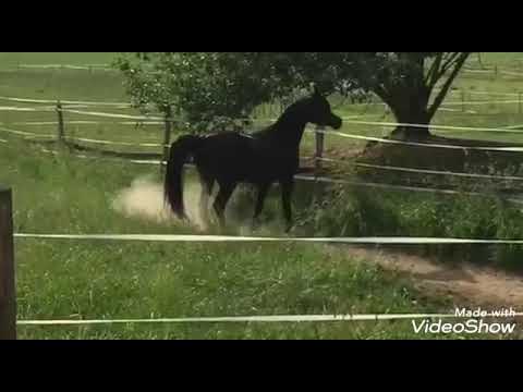 Lf aarmaan vittorio2