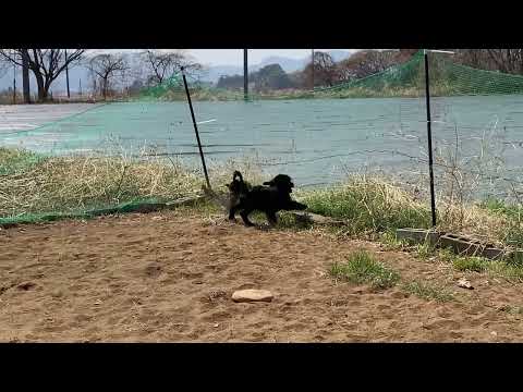 ポルトガルの水犬