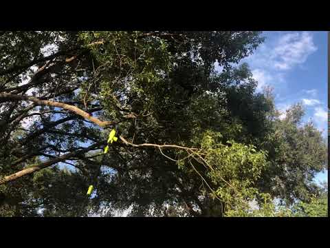 SUN JOE 10 IN. 24-VOLT ION+ CORDLESS TELESCOPING POLE CHAINSAW KIT WITH 2.0 AH BATTERY AND CHARGER