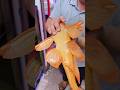 The Albino Sailfin Pleco Monster Fish Tropicalfish Catfish Aquariumhobby