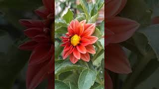 Download lagu Bunga dahlia #bunga #dahlia #flowers #shorts #berkebun #gardening mp3 Download lagu Bunga dahlia #bunga #dahlia #flowers #shorts #berkebun #gardening mp3