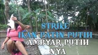 Download lagu mancing ambyar di kolam dapat patin putih - fishing ya mancing mp3 Download lagu mancing ambyar di kolam dapat patin putih - fishing ya mancing mp3