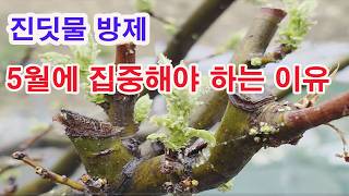 진딧물 방제. 5월에 집중해야 하는 이유.(병충해 방제, 진딧물 방제, 진딧물 한살이, 해충 퇴치, 5월에 …