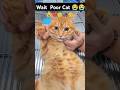 THIS MAKES ME CRY Ll CAT NEED HELP Cat Catlover Poor Sad Kitten