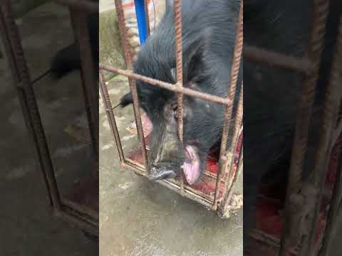 Fantastic Wild Boar 🐗😎 #pig #boar #hog #viral #animal #wildpig #wildboar #wildlife #farmlife