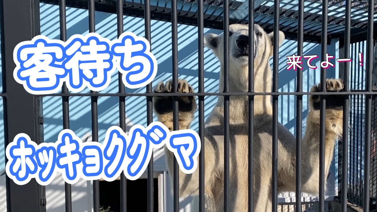 立ってお出迎え🩷ホッキョクグマのマルルに心を奪われる《釧路市動物園ホッキョクグマ》vol753/Polar bear standing to greet visitors.