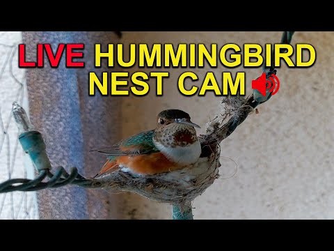 Allen's Hummingbird Nest