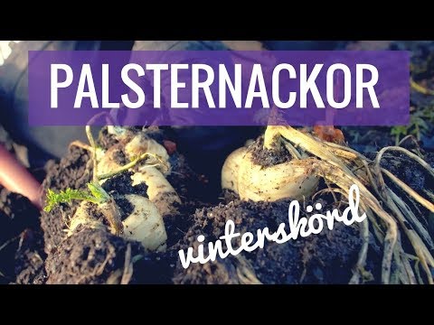 , title : 'Vinterskörd av palsternackor'