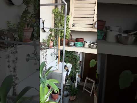 南向きのベランダに植える植物はどれ？太陽を愛する必須の6種  庭園