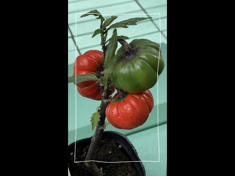 園芸 ほろ苦いナス科