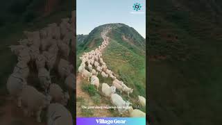 Download lagu My Brain Can't Count That Many Sheep!😂 I'd Fall Asleep Instantly! This is WILD! #sheep #epic #herd mp3 Download lagu My Brain Can't Count That Many Sheep!😂 I'd Fall Asleep Instantly! This is WILD! #sheep #epic #herd mp3