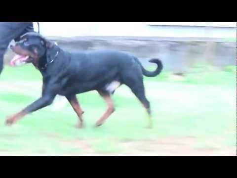 ROOPIKA'S ALEX @12 months