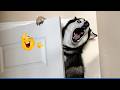 Impossible Not To Laugh 🤣 Funniest Dog Reactions Ever