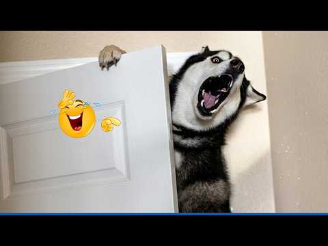 Impossible Not To Laugh 🤣 Funniest Dog Reactions Ever