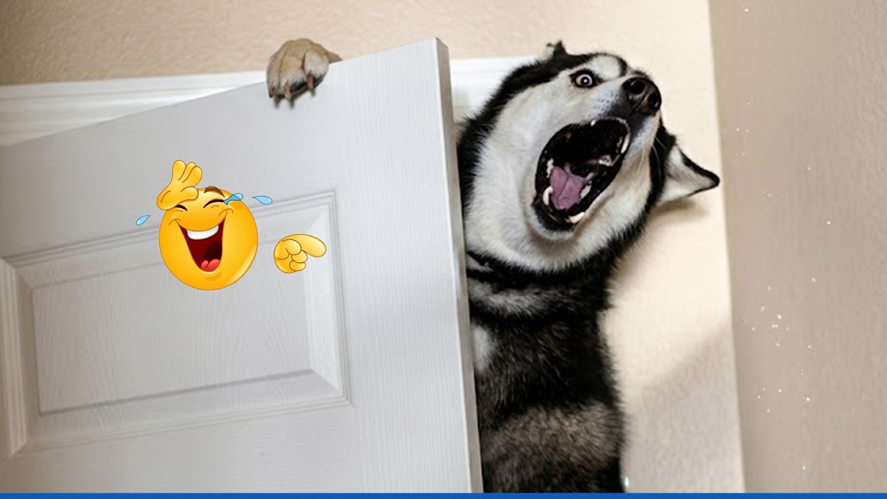 Impossible Not To Laugh 🤣 Funniest Dog Reactions Ever