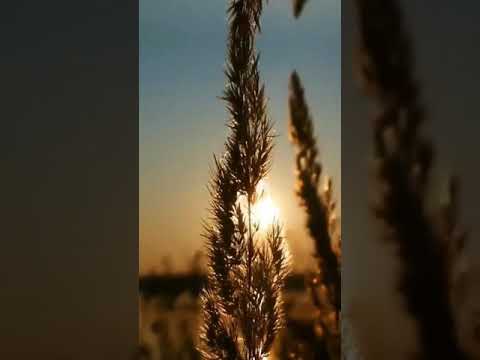 Instagram reels | NATURE PHOTOGRAPHY | reels vedio