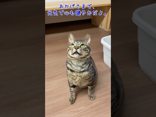 0001 おもちゃが気になるトラ吉