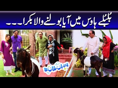 Bulbulay House Mein Aya Bolne Wala Bakra - Khoobsurat | Bulbulay