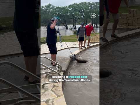 Deer Trapped By Floodwater Gets A Lifesaving Rescue 🥺🦌 #shorts #animalrescue #flood