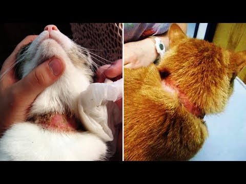 YouTube video about: Are flea collars safe for kittens?