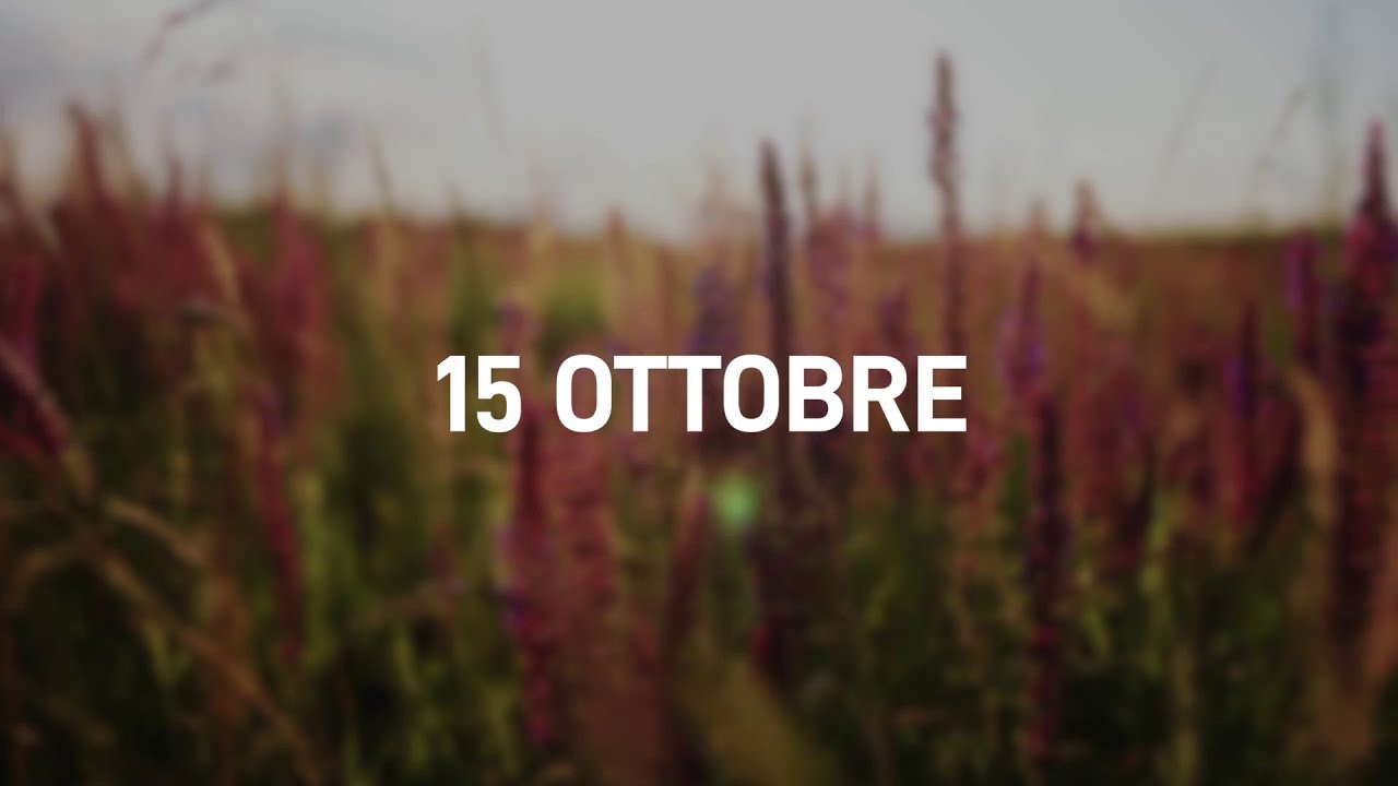 15 Ottobre 2025 | Meditazione Parole di Vita