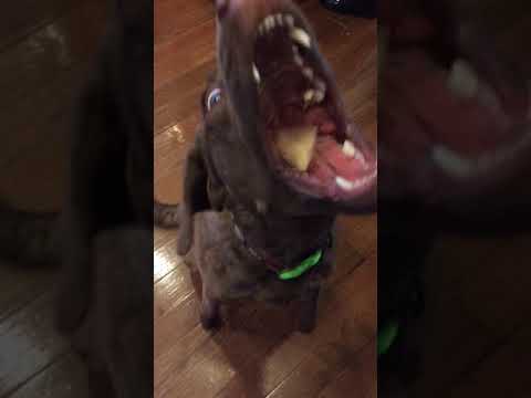 download lagu mp3 mp4 Can Dogs Eat Graham Crackers, download lagu Can Dogs Eat Graham Crackers gratis, unduh video klip Can Dogs Eat Graham Crackers