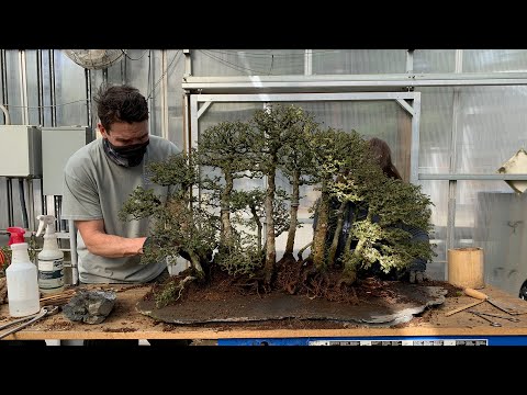 Catlin Elm Forest Repotting in honor of Melba Tucker