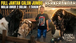Download lagu HANDSOME PROSPECTIVE JUMBO...!!! PE Kaligesing Goat at Ganda Kusuma Farm mp3