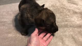 Video preview image #5 German Shepherd Dog Puppy For Sale in LEAD HILL, AR, USA