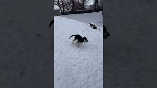 Video preview image #1 Australian Shepherd-Unknown Mix Puppy For Sale in Minneapolis, MN, USA