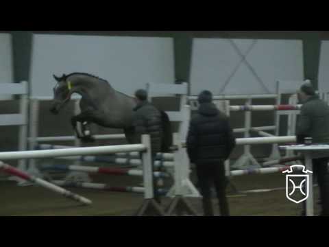 06 Holsteiner Stute von Cascadello I - Lord Z - Corrado I - Freispringen