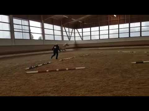 My Golden Gun: Fohlenshow 31.08.2018 Thierhaupten Freilauf