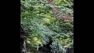 Franco Battiato.. Il silenzio del rumore..