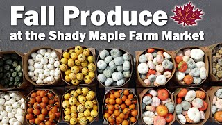 How Shady Maple Stocks Fall Favorites