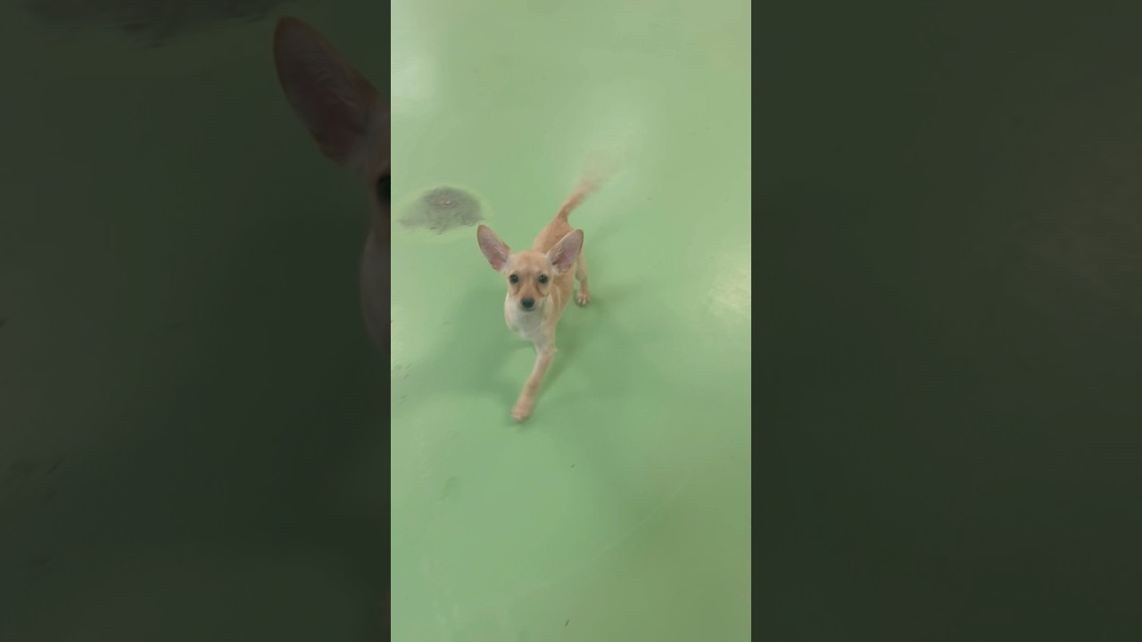 April, a ADOPTABLE mixed breed in PHOENIX, AZ video 2/5