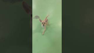 Video preview image #1 Chi-Poo (Toy) Puppy For Sale in Phoenix, AZ, USA