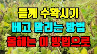 들깨 수확시기 올해에는 이렇게 베어야 쉽고 일이 편해요.