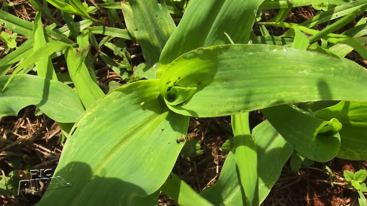Manejo da Cigarrinha do Milho