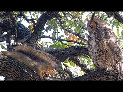 Taunting the great horned owl