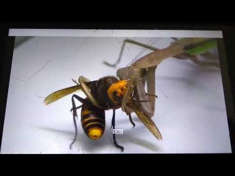 BRASIL TEM A PRIMEIRA ARMA CONTRA VESPAS ASSASSINAS,.  LOUVA A DEUS !!!!