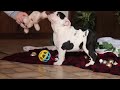 English Bulldog dogs for sale: Lacey - Video 1
