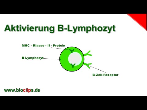 Aktivierung B-Lymphozyt